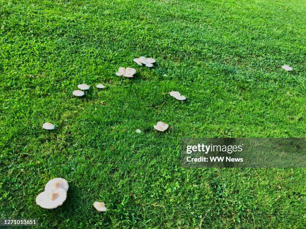 Toadstools In Lawn Photos and Premium High Res Pictures - Getty Images