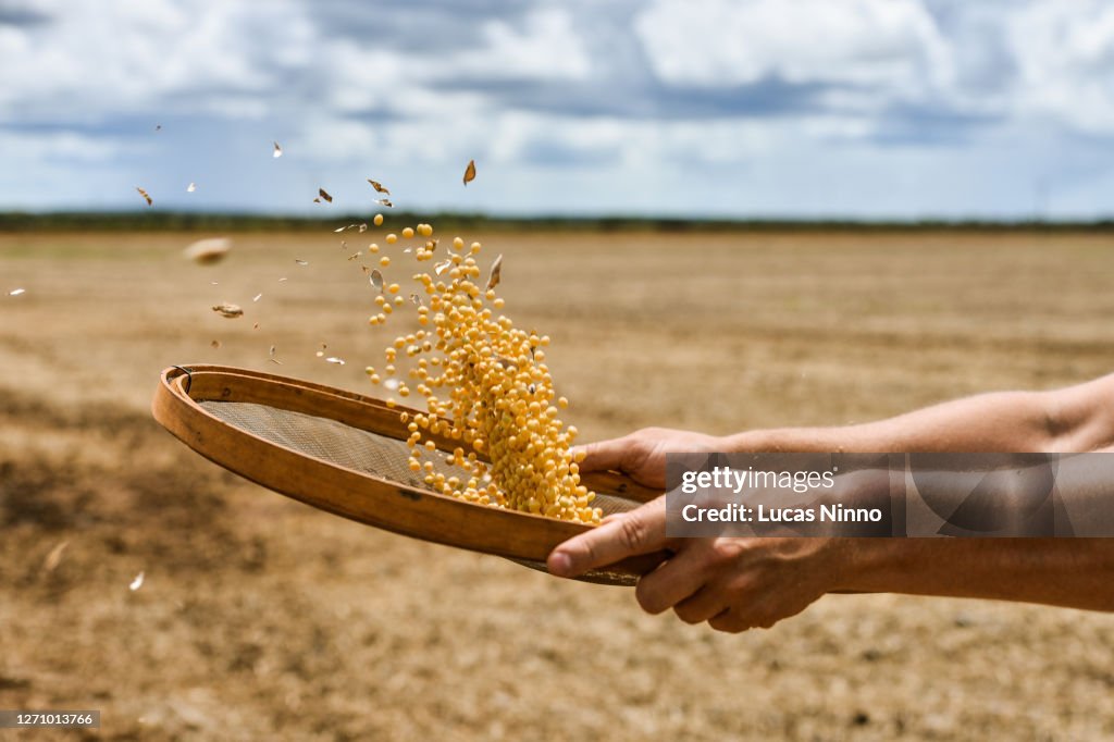 Man throwing soybeans into the air