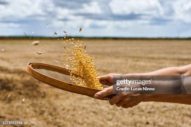man throwing soybeans into the air - monoculture stock pictures, royalty-free photos & images