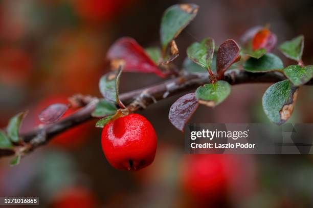 red berry - cotoneaster horizontalis stock pictures, royalty-free photos & images
