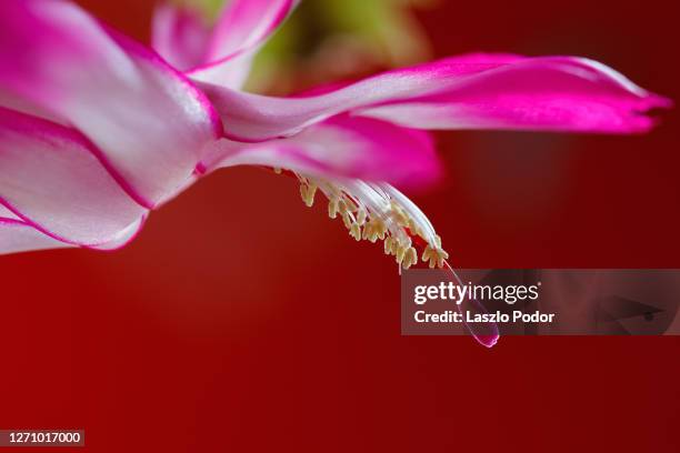 christmas cactus flower - cactus de navidad fotografías e imágenes de stock