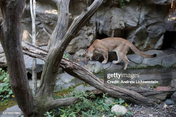 Mountain lion paces in its cage on September 4, 2020 at the Minnesota Zoo in suburban Apple Valley, outside of Minneapolis, Minnesota.