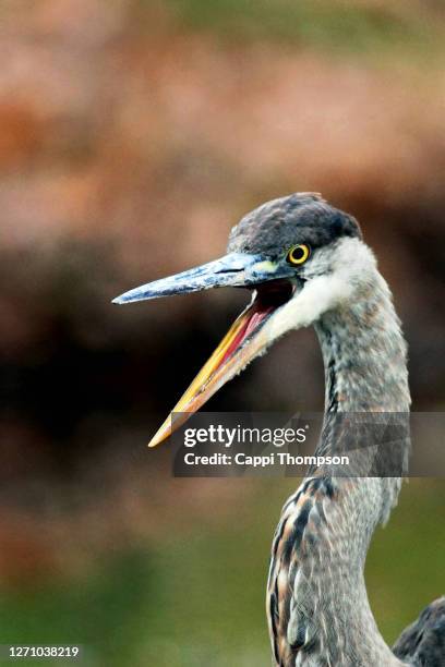 angry looking great blue heron (ardea herodias) with bill open in new hampshire, usa - gray heron stock pictures, royalty-free photos & images