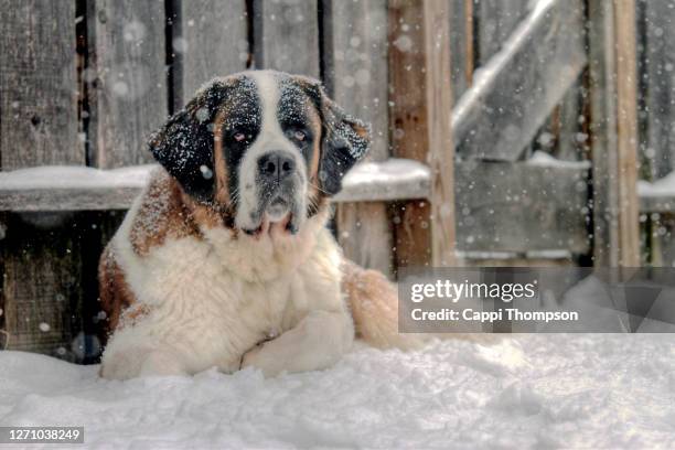 saint bernard puirebred dog laying outside in snow - bernhardiner stock-fotos und bilder