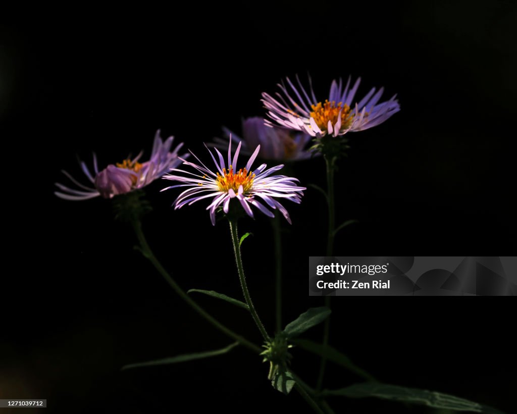 Three purple aster flowers blooming in the wild against black background
