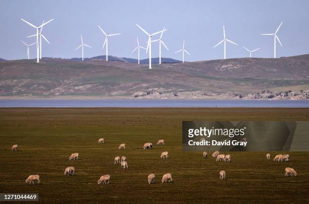 Sheep graze in front of wind turbines on Lake George on September 1, 2020 on the outskirts of Canberra, Australia.