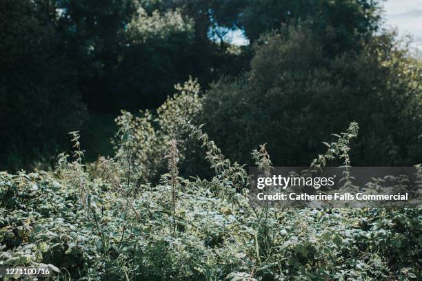 stinging nettles in sun - stinging stockfoto's en -beelden