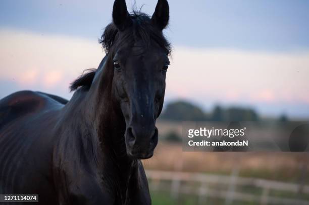 beautiful black sportive trakehner  stallion walking in paddock. sunset - black horse stockfoto's en -beelden