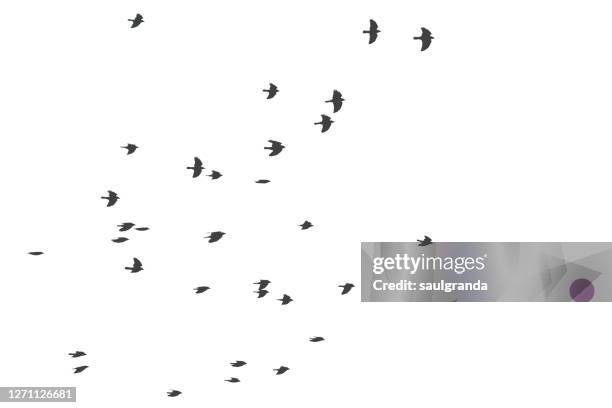 flock of crows flying against white - crow bird 個照片及圖片檔