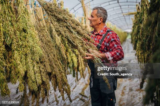 farmer looking at the cannabis plants drying and hanging in the green house - dry herbs stock pictures, royalty-free photos & images