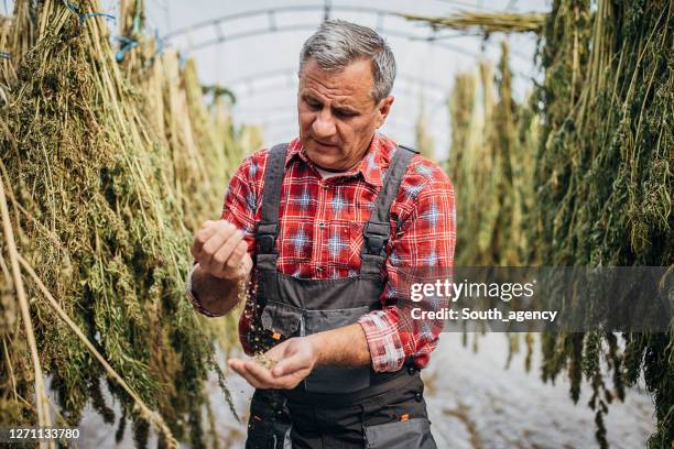 farm worker examining how dry are the cannabis seeds - harvesting seeds stock pictures, royalty-free photos & images