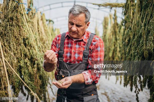 農場工人檢查大麻種子有多乾燥。 - marijuana herbal cannabis 個照片及圖片檔