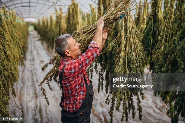 Hemp Farming Drying Photos and Premium High Res Pictures - Getty Images