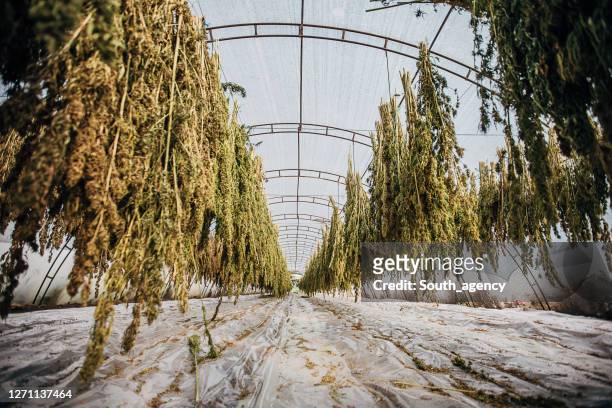 干し大麻植物がぶら下がって乾燥している緑の家 - marijuana   herbal cannabis ストックフォトと画像