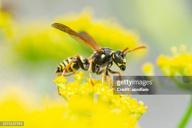 yellow jacket close-up - wasps stock pictures, royalty-free photos & images