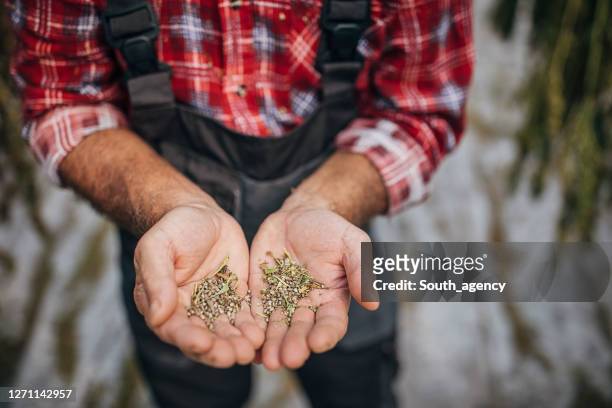 landwirt mit trockenem cannabissamen - hemp agriculture stock-fotos und bilder
