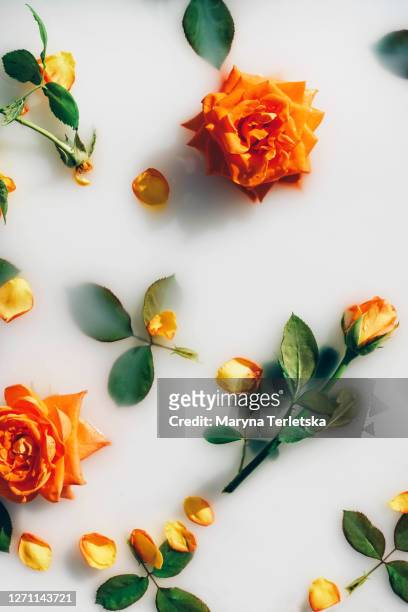 coral rose with leaves dipped in milk. - fond orange fotografías e imágenes de stock