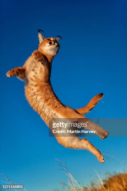 caracal (caracal caracal) leaping into the air to catch prey, with a blue sky in the background - caracal stock pictures, royalty-free photos & images