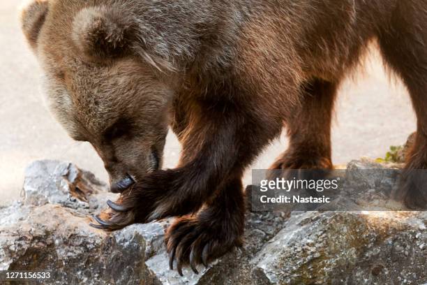 bruine beer - angry bear face stockfoto's en -beelden