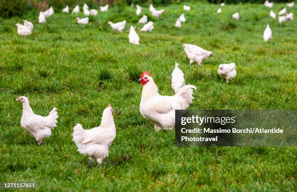 the famous "poulets de bresse", chickens of the bresse - ain fotografías e imágenes de stock