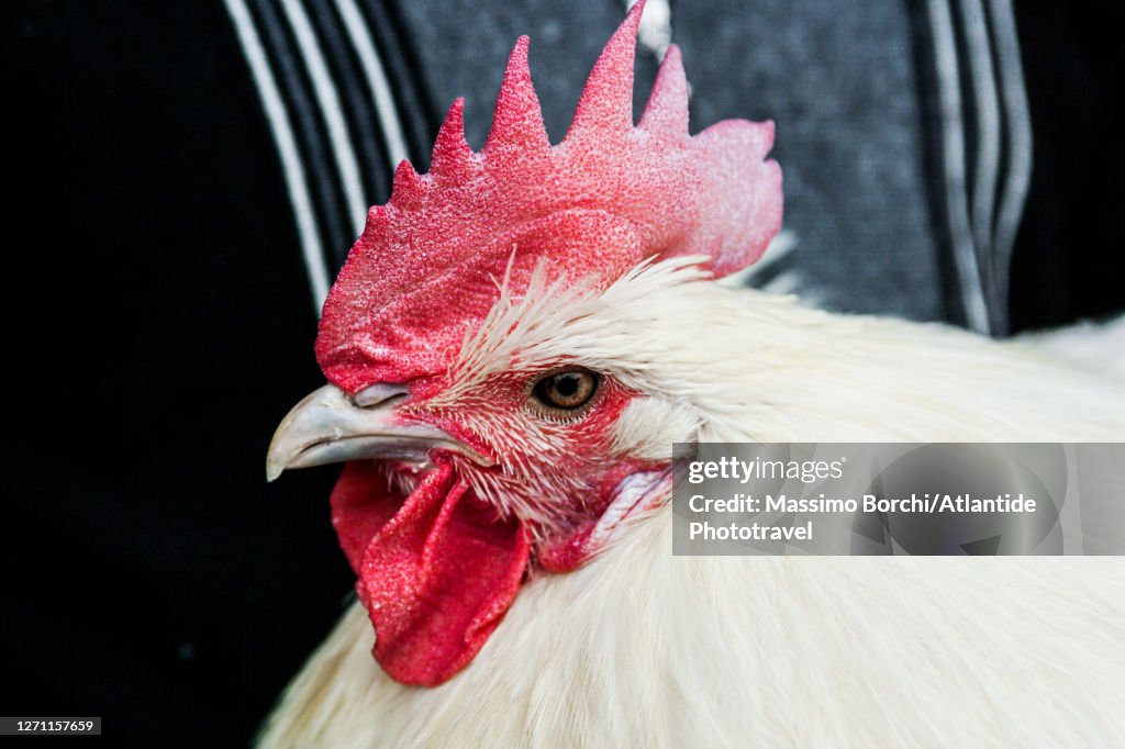 One of the famous "poulets de Bresse", chickens of the Bresse