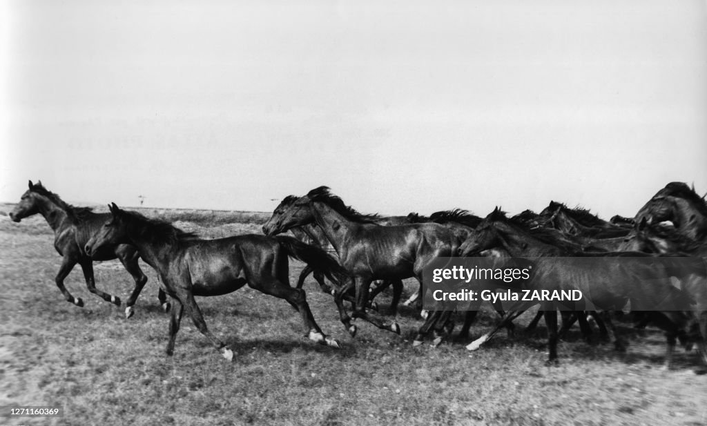 Troupeau de chevaux dans la Puszta en Hongrie