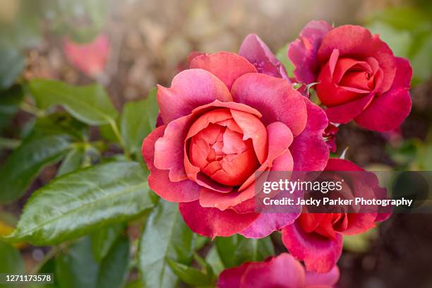 beautiful summer flowering floribunda rosa 'hot chocolate' rose - rose stock-fotos und bilder