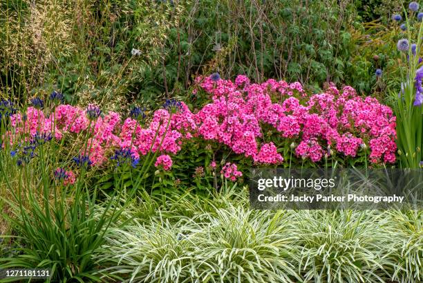 beautiful vibrant pink phlox paniculata flowers in an english summer garden herbaceous border - phlox stock-fotos und bilder