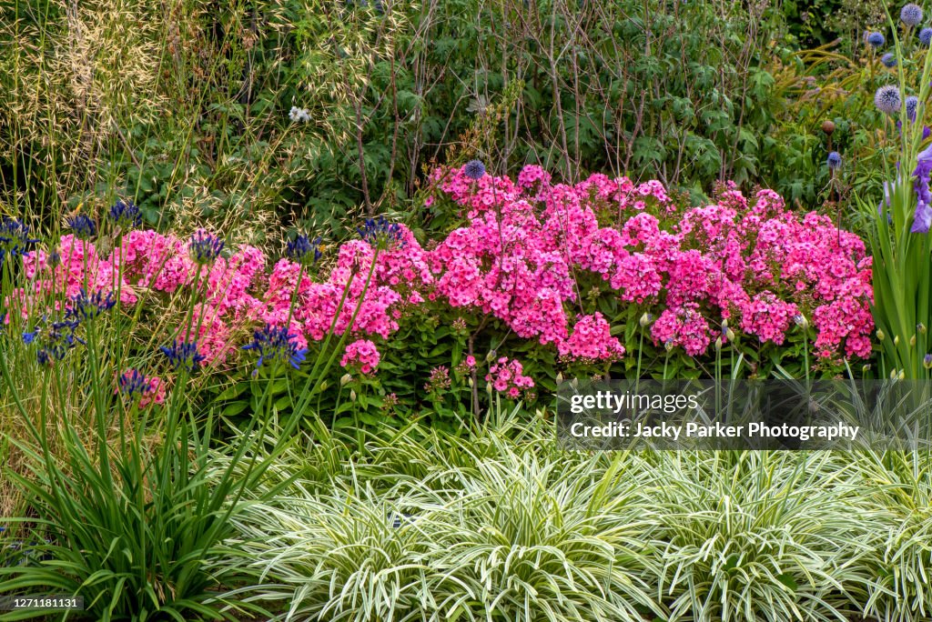 Beautiful vibrant pink Phlox paniculata flowers in an English summer garden herbaceous border