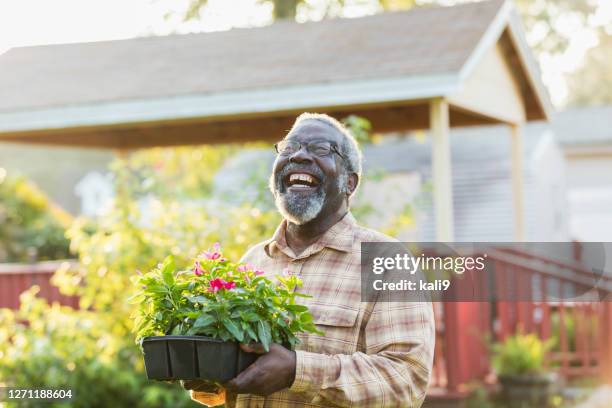 senior african-american man gardening - black man looking up stock pictures, royalty-free photos & images