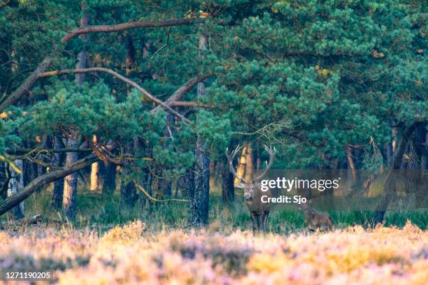 rotwild hirscht im frühherbst zu beginn der rutting-saison im wald - veluwe stock-fotos und bilder