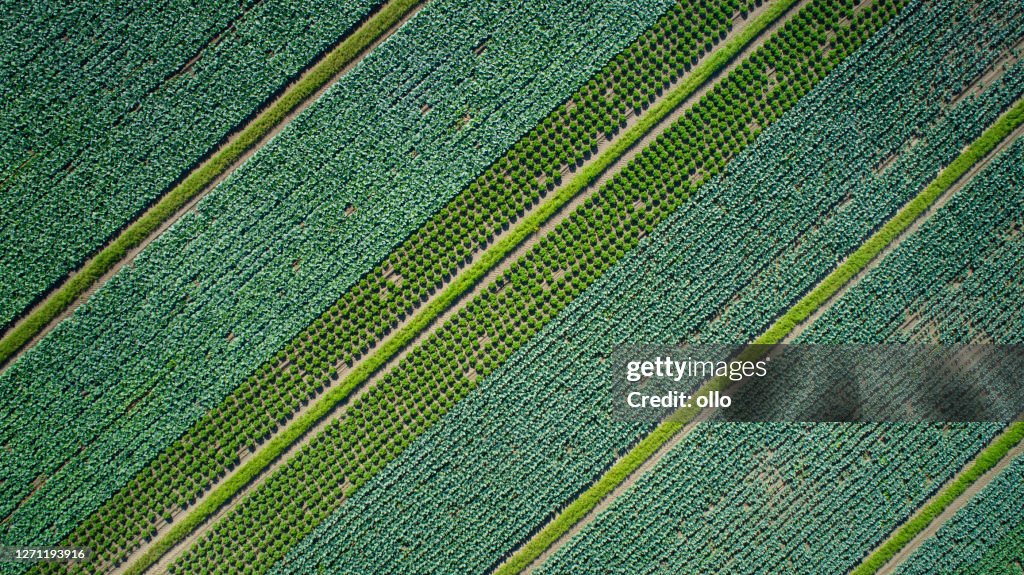 Groenteplantage - luchtmening