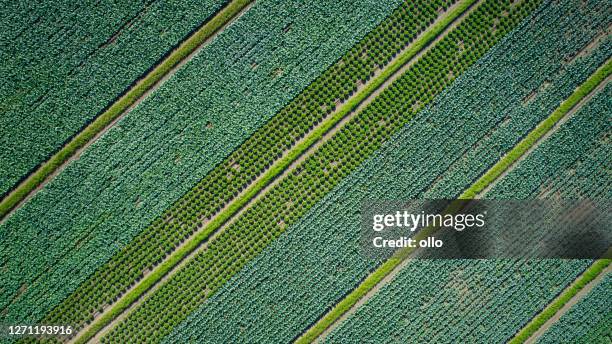 vegetable plantation - aerial view - monoculture stock pictures, royalty-free photos & images
