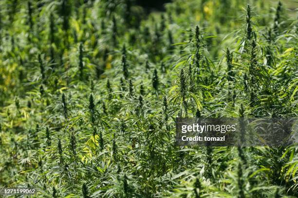 agricultural field of industrial hemp - hemp stock pictures, royalty-free photos & images