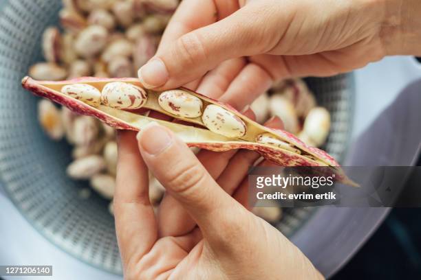 fresh organic borlotti beans in pods - pinto bean stock pictures, royalty-free photos & images