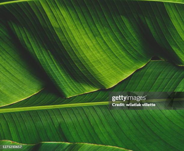 banana leaves are green nature. - banana tree leaf stock pictures, royalty-free photos & images