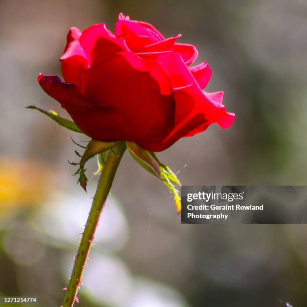 Forgiveness Roses 374 Forgiveness Flower Stock Photos, High-Res Pictures, and Images ...