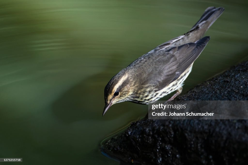 Northern waterthrush in fall migration