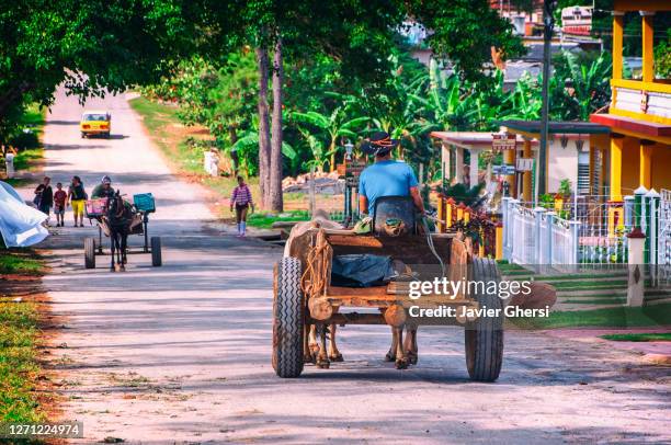 hombre andando en un carro tirado por bueyes. viñales, cuba. - andando stock pictures, royalty-free photos & images