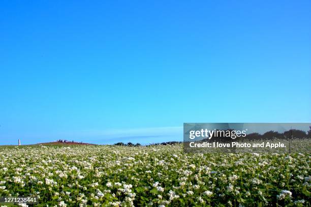 autumn at hitachi seaside park - hitachi seaside park stock pictures, royalty-free photos & images