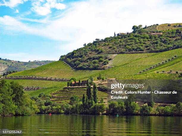 ruined house in the center of vineyards and the douro river - portugal wine stock pictures, royalty-free photos & images