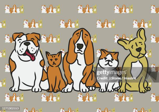 cats and dogs sitting side by side - gruppenfoto stock-grafiken, -clipart, -cartoons und -symbole