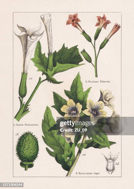 ilustrações de stock, clip art, desenhos animados e ícones de magnoliids, asterids, chromolithograph, published in 1895 - colheita de tabaco