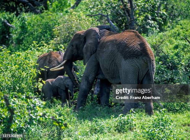 elephant cow with a newborn baby, manyara - 1977 stock pictures, royalty-free photos & images