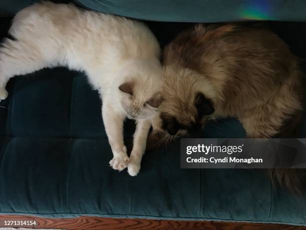 Two Ragdolls Two Ragdoll Cats Photos and Premium High Res Pictures - Getty Images