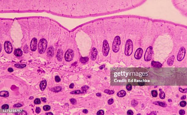 epithelium---simple columnar epithelium lining the small intestine (ileum) 250x - lamina propria stock pictures, royalty-free photos & images