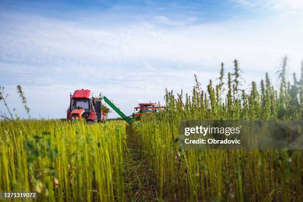 campo de cannabis medicinal - hemp seed fotografías e imágenes de stock