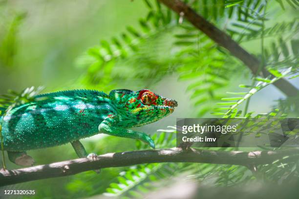chameleon on acacia tree - panther chameleon (furcifer pardalis) - la reunion stock pictures, royalty-free photos & images
