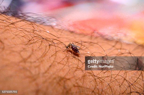 An adult female Anopheles mosquito bites a human body to begin its blood meal at Tehatta, West Bengal; India on . According to WHO's latest World...