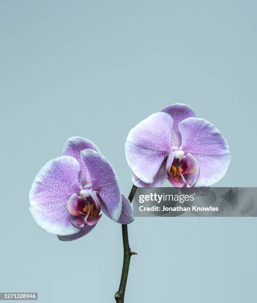 lilac orchid - single flower stock pictures, royalty-free photos & images